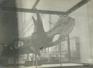 Triceratops skill. Photo ca. 1915, from author's collection.